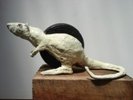 Wheelrat