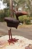 Red legged cork popping Fowl